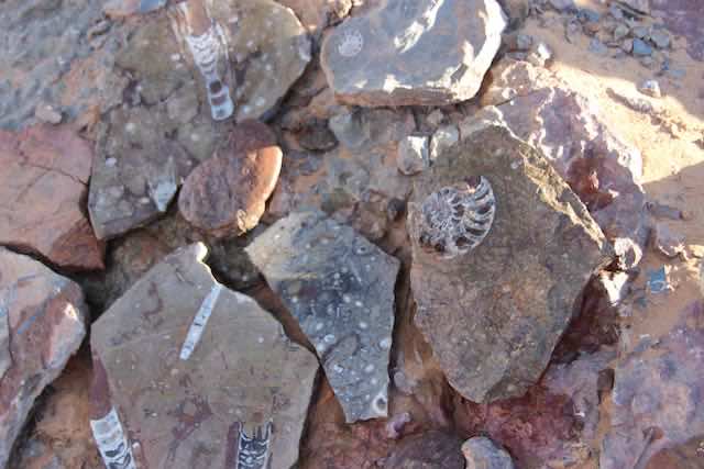 0753 Erfoud région de fossilles