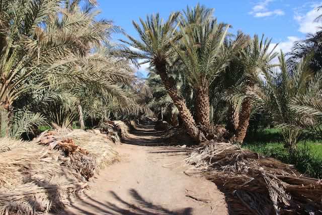 0802 Maadid la palmeraie