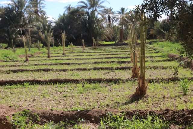 0804 Maadid la palmeraie