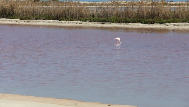 01 26 0349 Parc naturel des salines