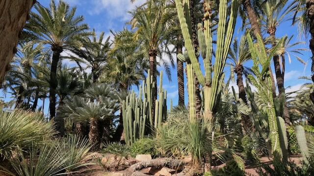 01 26 0378 le jardin du curé Elche