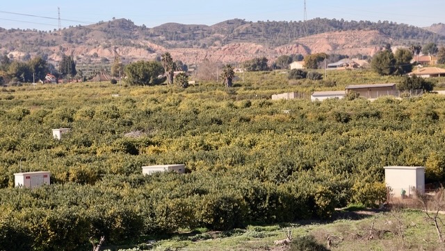 01 26 0004 Valencia verger d'orangers