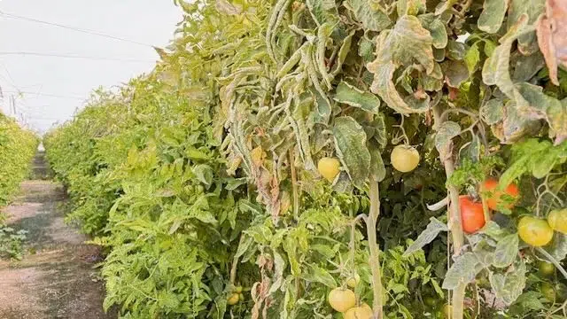 01 26 0023a Mazarron