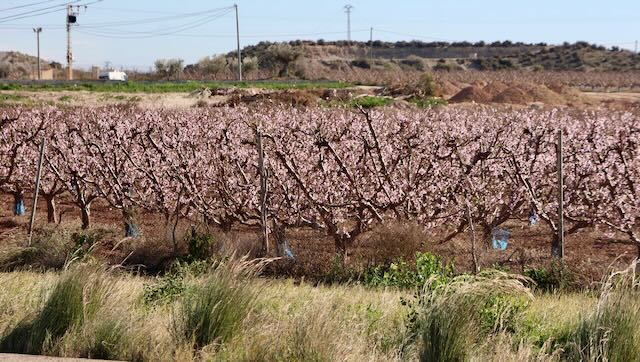 01 26 0046 Nazarron arbres en fleurs
