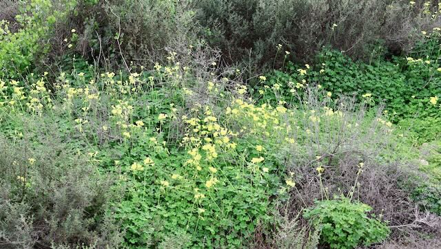 01 26 0070 alentours de l'aire Mazarrone