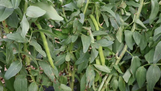 01 26 0082 alentours de l'aire Mazarrone