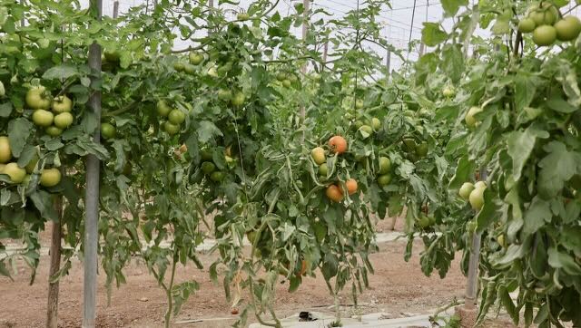 01 26 0086 alentours de l'aire Mazarrone