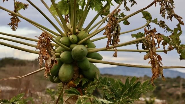 01 26 0087 alentours de l'aire Mazarrone