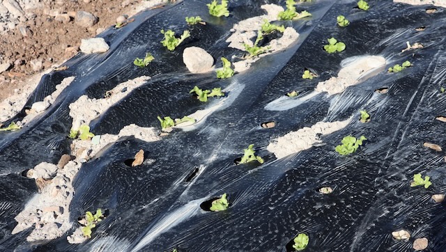 01 26 0102 les champs