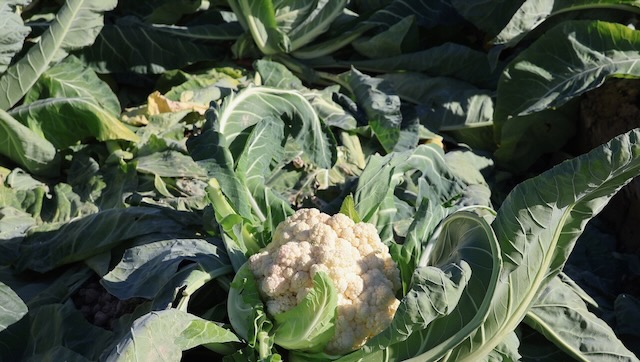 01 26 0105 les champs