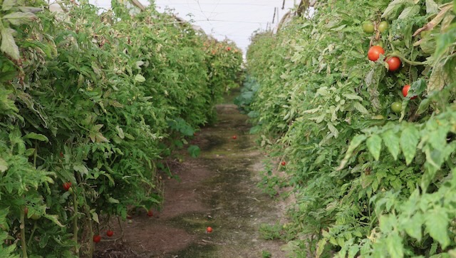 01 26 0109 serre de tomates