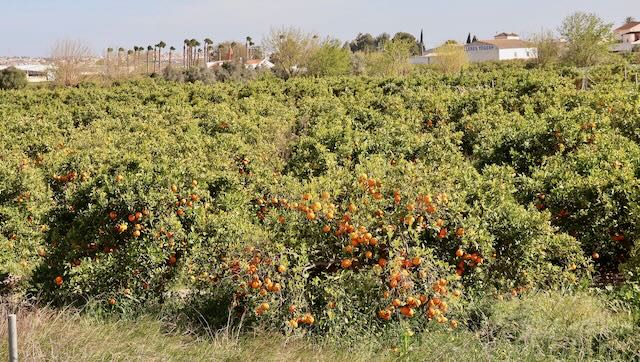 01 26 0287 route Murcia Elche la Marina
